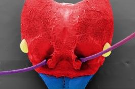 Scanning electron microscope image of ant head, colored red and blue